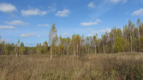 Birches Vídeo Stock 31025637