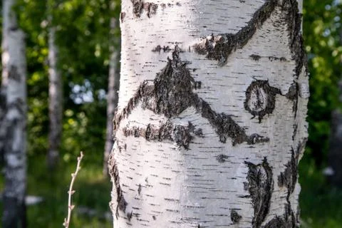 Birches in the forest Stock Photos