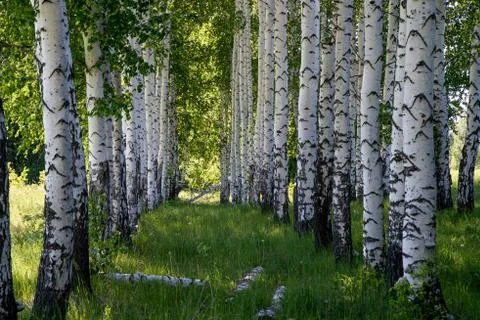 Birches in the forest Stock Photos