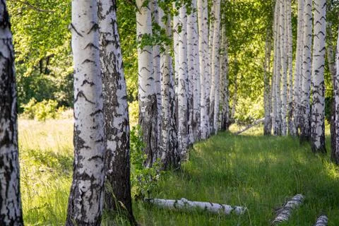 Birches in the forest Stock Photos