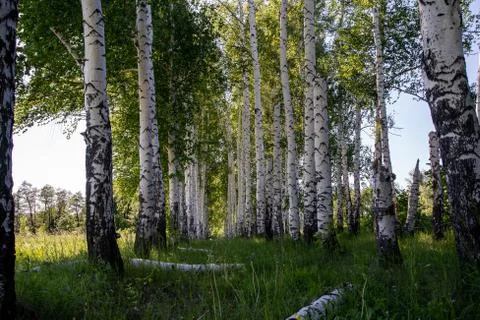 Birches in the forest Stock Photos