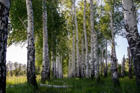 Birches in the forest Stock Photos