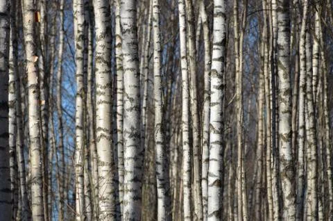 Birches grove. Stock Photos