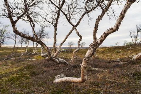 Birches in Lapland Stock Photos