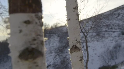 Birches log bark in the wind close up in sunny winter morning b-roll Stock Footage 83121256