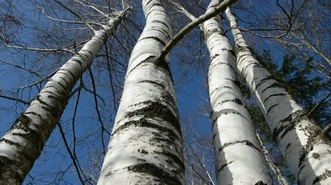 Birches in the March and camera rotate 스톡 동영상 10806405