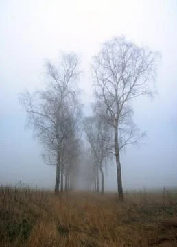 Birches in the mist Stock Photos