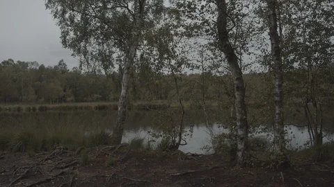 Birches in a natural reserve Stock Footage 117115437