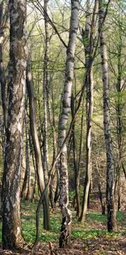 Birches Stock Photos
