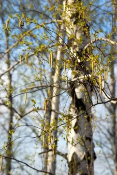 Birches Stock Photos