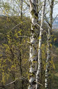 Birches Foto stock