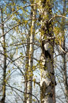 Birches Stock Photos