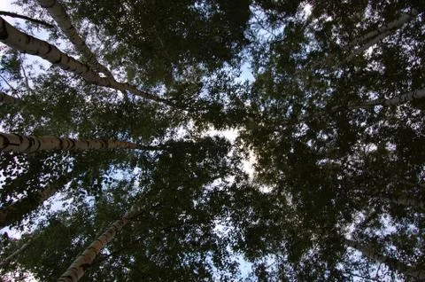 Birches Stock Photos