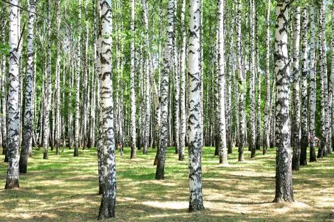 Birches Stock Photos