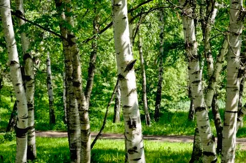Birches Stock Photos