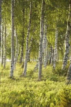 Birches Foto stock