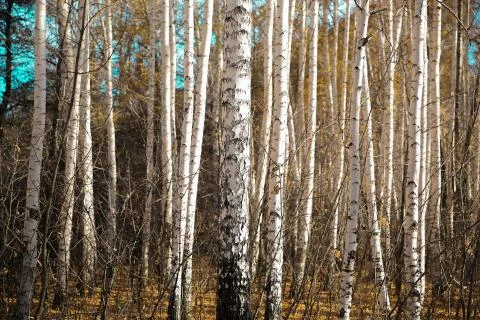 Birches. Stock-Fotos