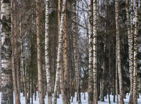 Birches Stock Photos
