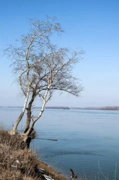 Birches on river bank Foto stock