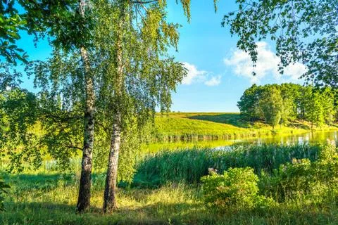 Birches on river Stock Photos