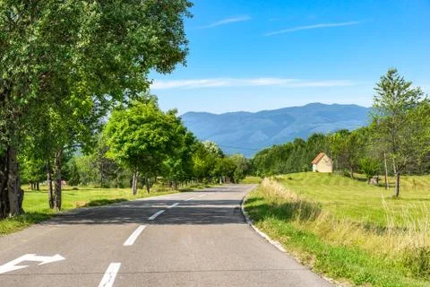Birches by road Stock Photos