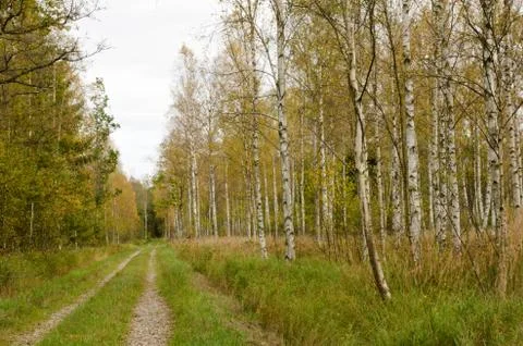 Birches at roadside Stock Photos