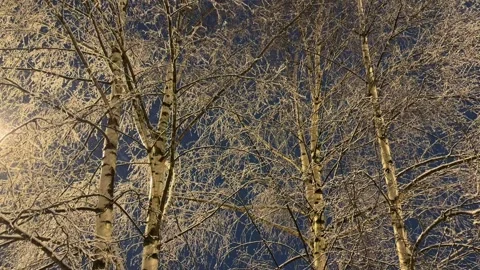 Birches with snow-covered white branches in winter Stock Footage 298562981