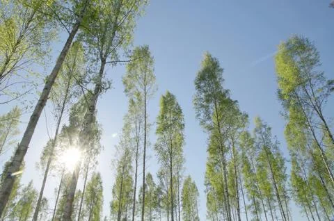 Birches in spring sunlight Stock Photos