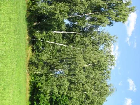 Birches in the sun. Stock Photos