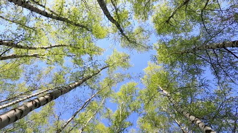 Birches in sunny spring day, the bottom view, zoom out Stock Footage 49921471