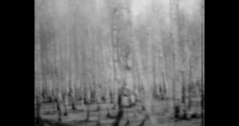 Birches trees, background. Roadway out of town. Side window view of forest, in Vídeos de archivo 314061916