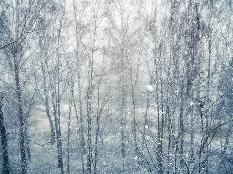 Birches under the snowfall. Real falling snow Stock Photos