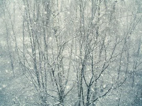 Birches under the snowfall. Real falling snow Stock Photos