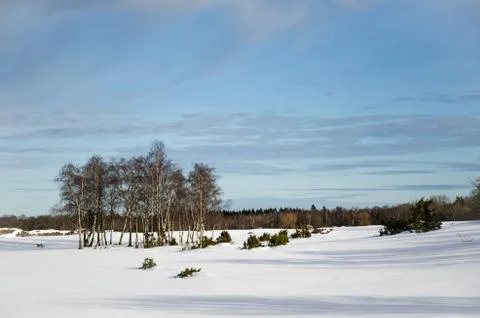 Birches in winter Stock Photos