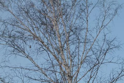 Birches in the winter Stock Photos