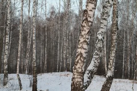 Birches in the winter Stock Photos