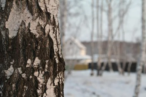 Birches in the winter Stock Photos