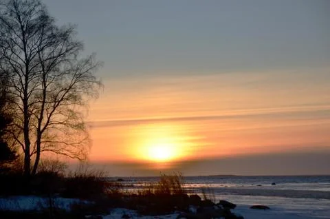 Birches in winter sunset Stock Photos