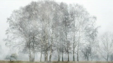 Birches without leaves Stock Footage 628589