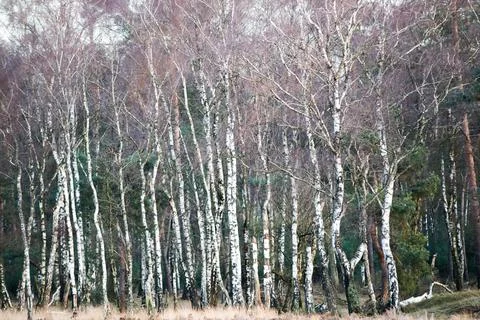 Birchforest in winter Stock Photos