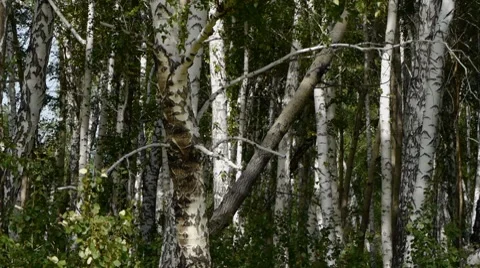 Birchs 1 Stock Footage 8600514