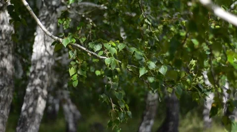 Birchs Video stock 8600506