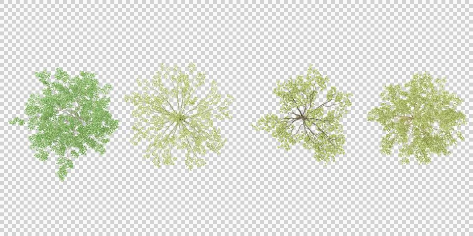Birch,Silver birch trees in the forest, top view, area view, isolated on tr.. Stock Illustration