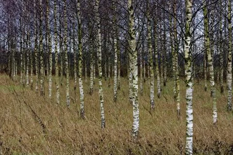 Birchwood Stock Photos