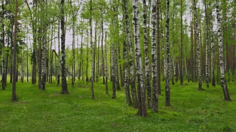 Birchwood summer day Видео 42935225