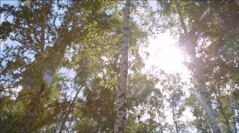 Birchwood in the sunlight Stock Footage 40711118
