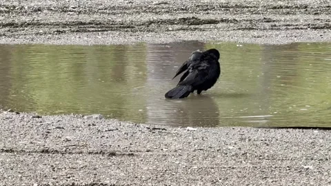 Bird 00 - Tropical - Black - Shore pond bath Stock Footage 282943995