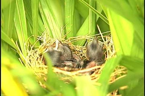 Bird - 0010 Stock Footage 844763