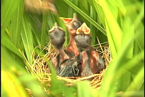 Bird - 0013 Stock Footage 844736