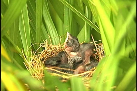 Bird - 0014 Stock Footage 844738